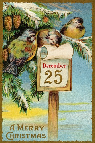 Christmas birds december 25th - december,